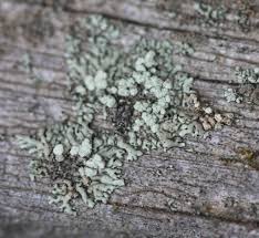 Attēlu rezultāti vaicājumam “Arcyria helvetica stalked”