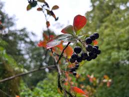 Attēlu rezultāti vaicājumam “Aronia melanocarpa fruit”