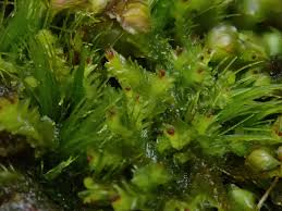 Attēlu rezultāti vaicājumam “Tritomaria exsectiformis”