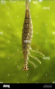 Attēlu rezultāti vaicājumam “Acilius sulcatus female”