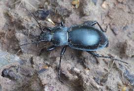 Attēlu rezultāti vaicājumam “Carabus glabratus”