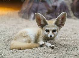 Attēlu rezultāti vaicājumam “Vulpes zerda”