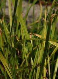 Attēlu rezultāti vaicājumam “Acorus calamus leaf”