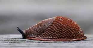 Attēlu rezultāti vaicājumam “Arion lusitanicus”