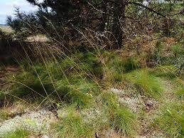 Attēlu rezultāti vaicājumam “Deschampsia flexuosa bud”