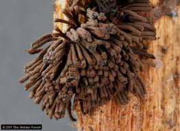 Attēlu rezultāti vaicājumam “Stemonitis fusca”