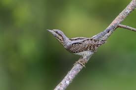 Attēlu rezultāti vaicājumam “Jynx torquilla adult”