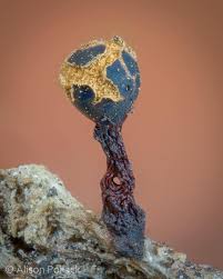 Attēlu rezultāti vaicājumam “Stemonitopsis amoena macro”