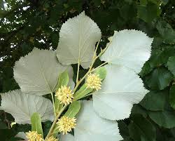 Attēlu rezultāti vaicājumam “Tilia tomentosa flower”