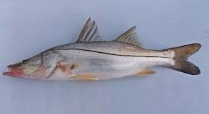 Image result for Centropomus parallelus