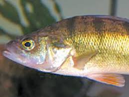 Image result for Perca flavescens