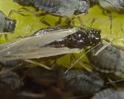 Attēlu rezultāti vaicājumam “Aphis confusa”