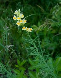 Attēlu rezultāti vaicājumam “Linaria vulgaris leaf”