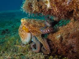 Image result for Octopus vulgaris