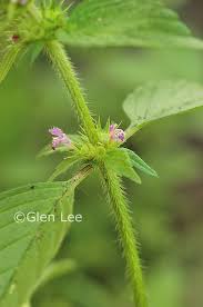 Attēlu rezultāti vaicājumam “Galeopsis tetrahit”