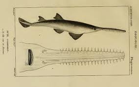 Image result for Pristis pristis