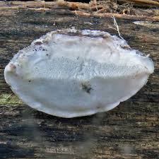 Attēlu rezultāti vaicājumam “Phleogena faginea young”