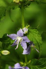 Image result for Campanula americana