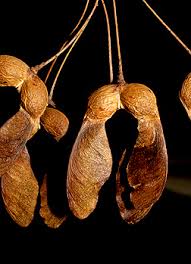 Attēlu rezultāti vaicājumam “Acer saccharinum fruit”