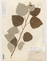 Attēlu rezultāti vaicājumam “Populus x canescens”