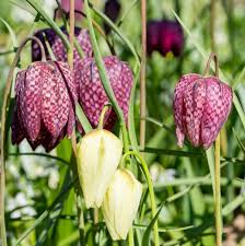 Attēlu rezultāti vaicājumam “Meleagris”