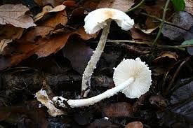 Attēlu rezultāti vaicājumam “Lepiota clypeolaria”