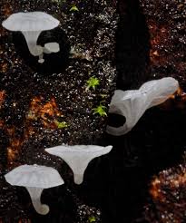 Attēlu rezultāti vaicājumam “Delicatula integrella”