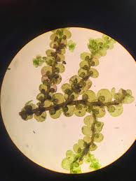 Attēlu rezultāti vaicājumam “Lophozia excisa”