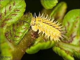 Image result for Diplodus helenae