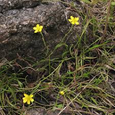 Attēlu rezultāti vaicājumam “Ranunculus flammula”