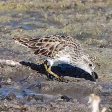 Image result for Calidris subminuta