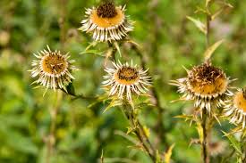 Attēlu rezultāti vaicājumam “Carlina vulgaris flower”
