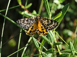Attēlu rezultāti vaicājumam “Arichanna melanaria”