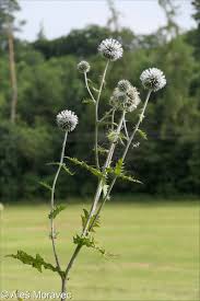 Image result for Echinops spaerocephalus