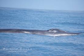 Image result for Balaenoptera physalus