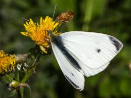 Attēlu rezultāti vaicājumam “Pieris rapae underside”