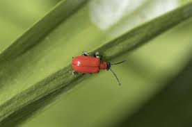 Attēlu rezultāti vaicājumam “Lilioceris lilii”