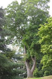 Attēlu rezultāti vaicājumam “Juglans x sinensis”