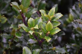 Attēlu rezultāti vaicājumam “Ilex x meserveae”