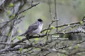 Attēlu rezultāti vaicājumam “Sylvia atricapilla”