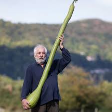 Image result for tromboncino