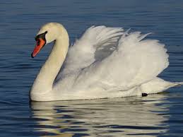 Attēlu rezultāti vaicājumam “Cygnus olor”