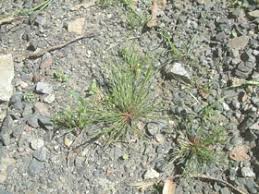 Attēlu rezultāti vaicājumam “Juncus bufonius bud”