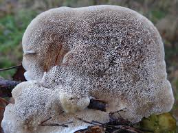Attēlu rezultāti vaicājumam “Trametes ochracea”