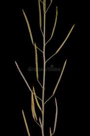 Attēlu rezultāti vaicājumam “Diplotaxis tenuifolia fruit”