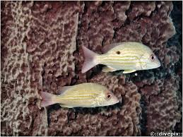 Image result for Lutjanus synagris