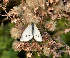 Attēlu rezultāti vaicājumam “Pieris rapae male”