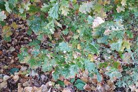 Attēlu rezultāti vaicājumam “Tischeria complanella larva”