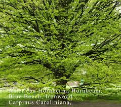 Attēlu rezultāti vaicājumam “Carpinus caroliniana”