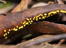 Attēlu rezultāti vaicājumam “Physarum luteolum”